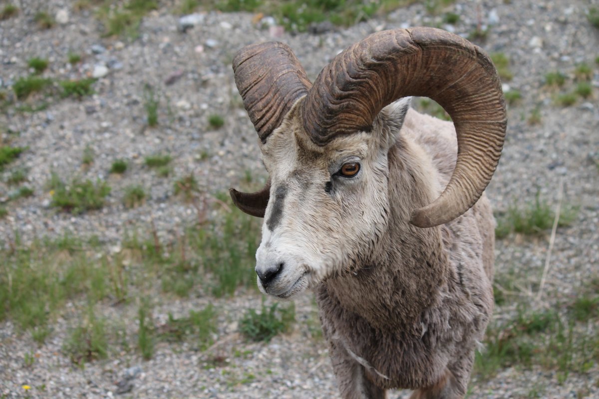 Альпийский горный козёл Ибекс