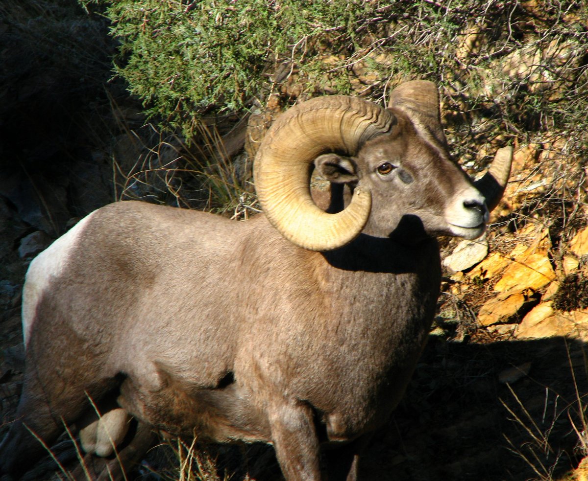 Снежный баран (Ovis canadensis)