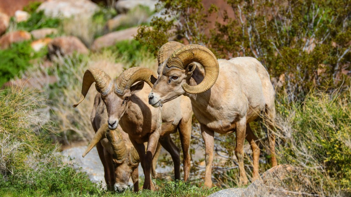 Джук тур дикий баран