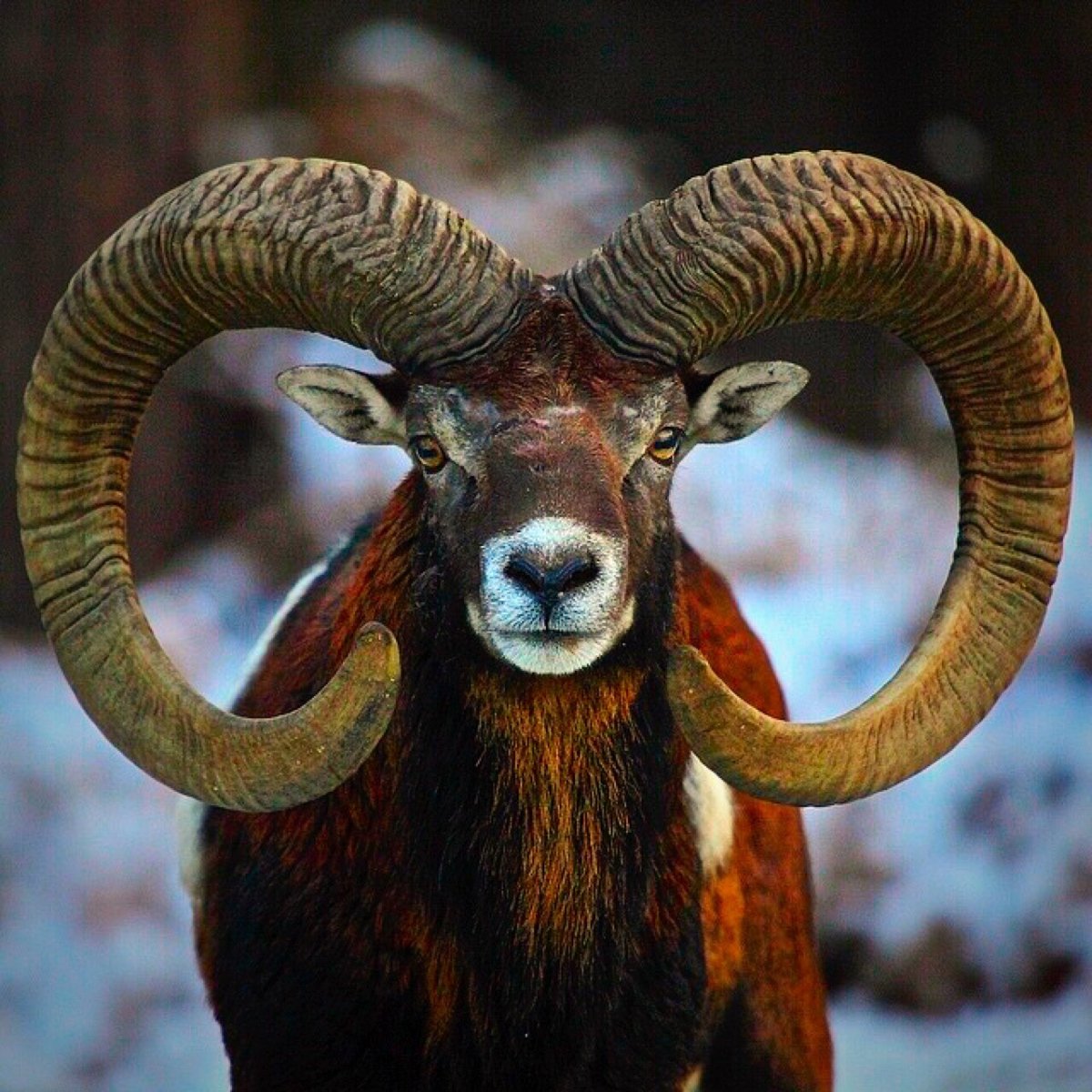 Алтайский заповедник Алтайский горный баран аргали