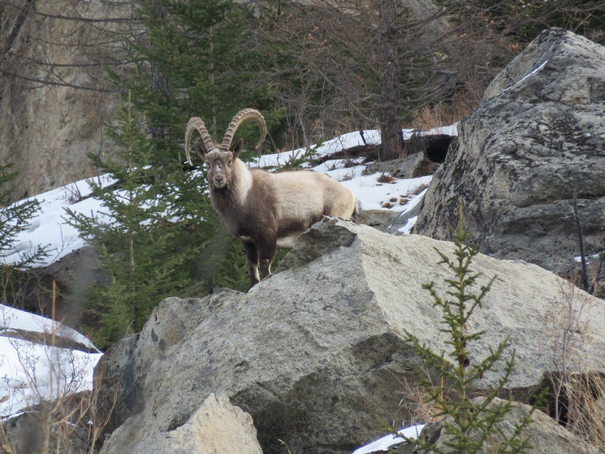 Алтайский горный баран Ovis Ammon Ammon