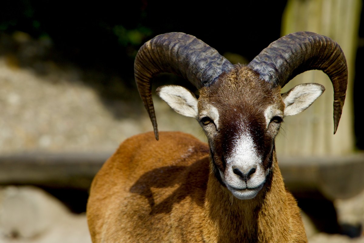 Архар аргали