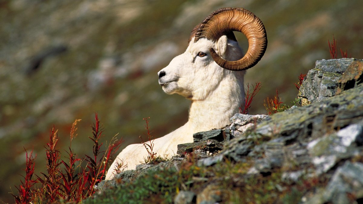 Дикий баран аргали