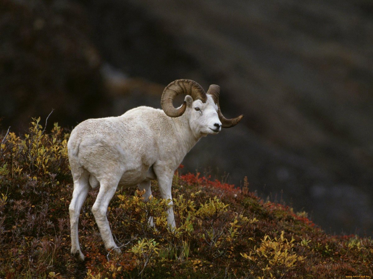 Горный баран муфлон