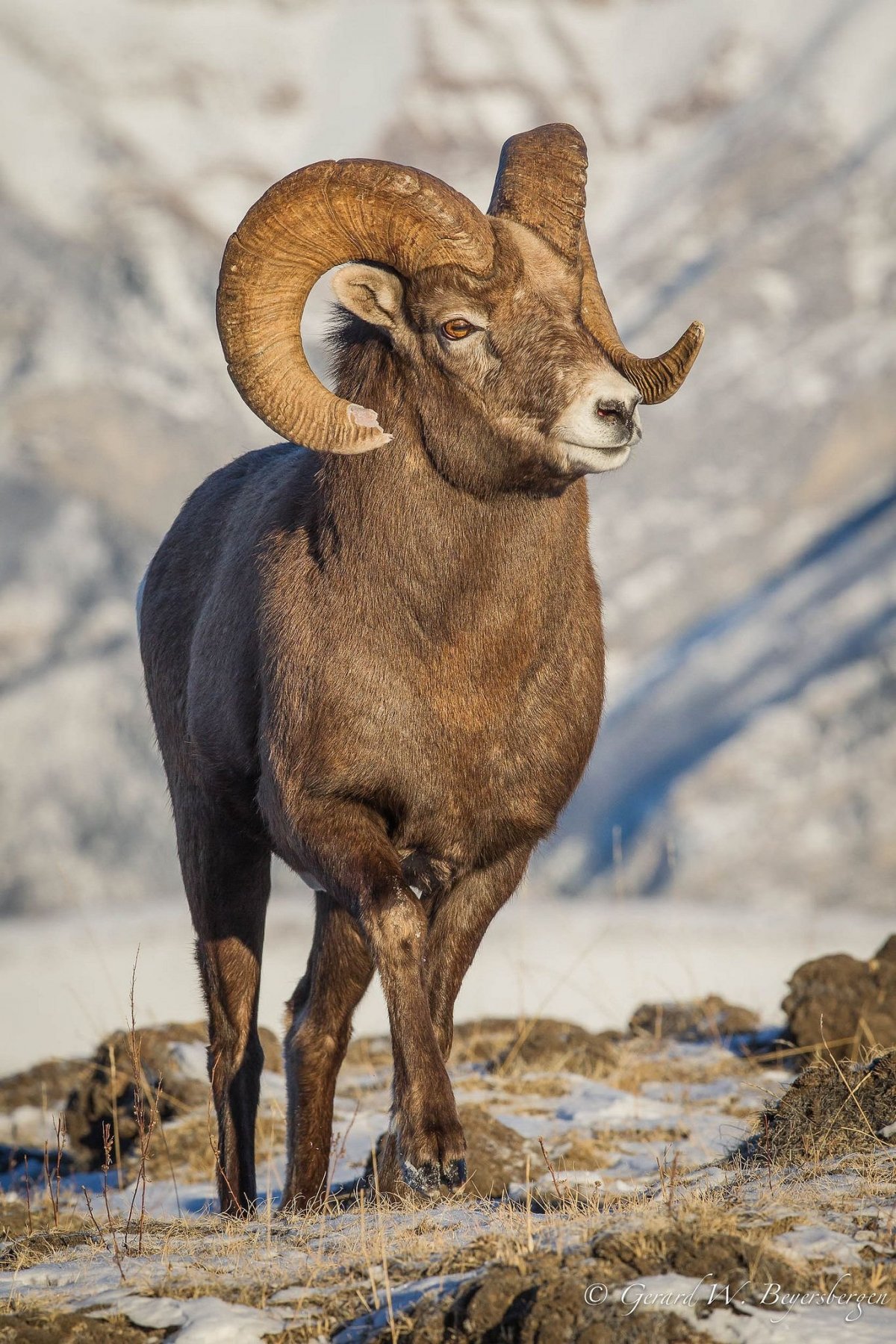 Горный Алтайский Козерог