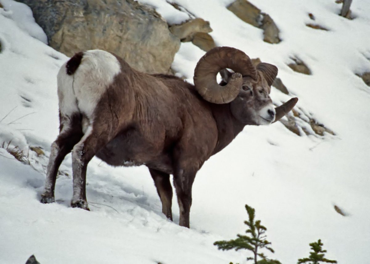 Горный баран Непала