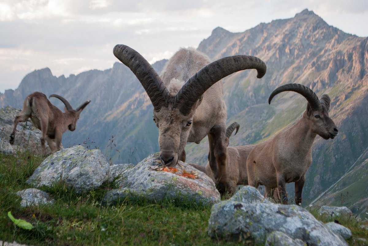 Сибирский горный козёл