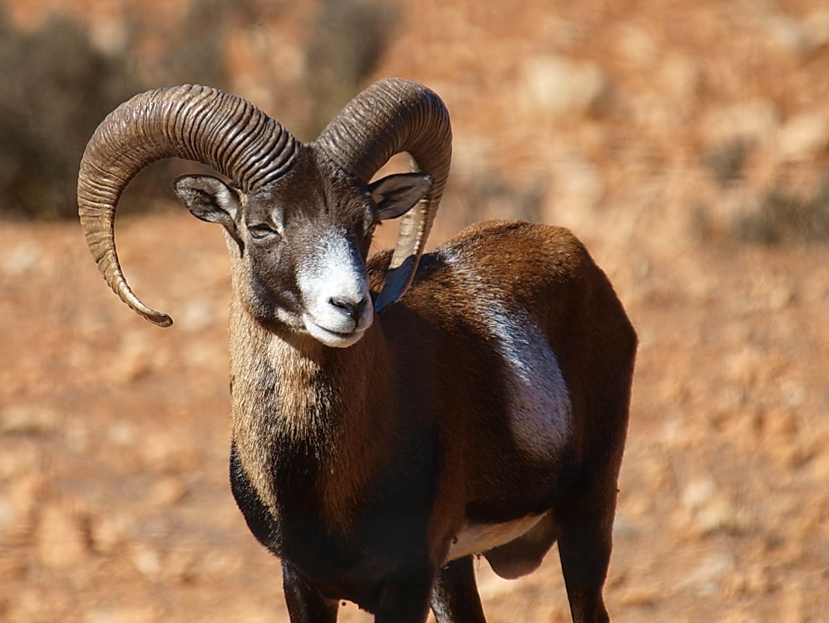 Горный Архар Кавказ