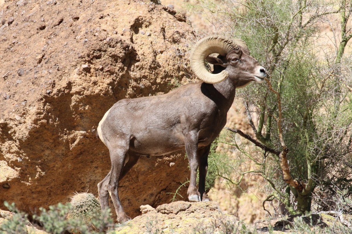 Альпийский Ибекс