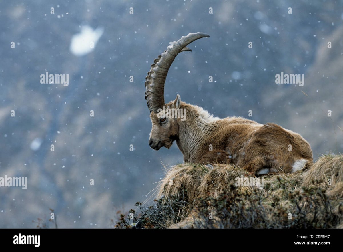 Горный козел Убсунурская котловина