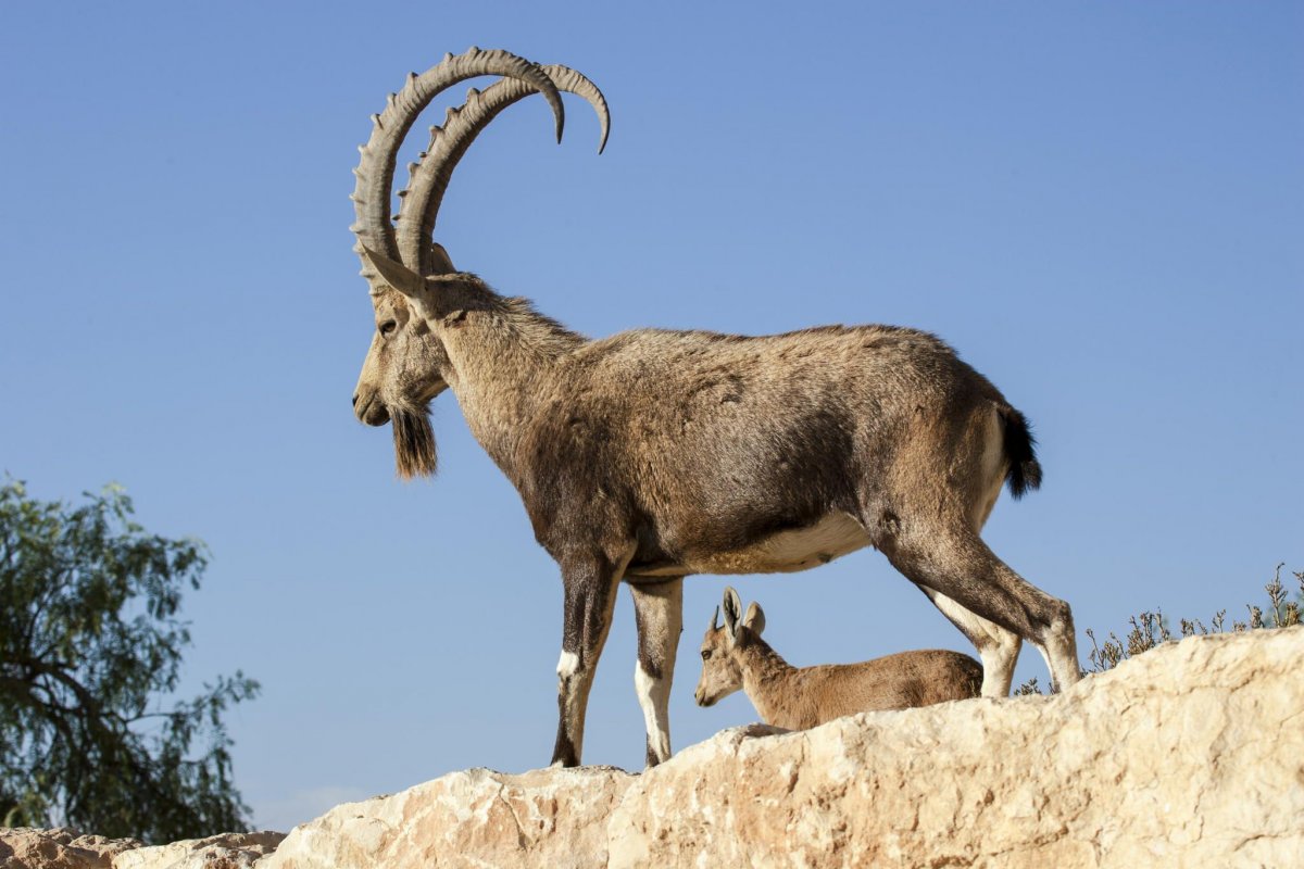 Снежный баран