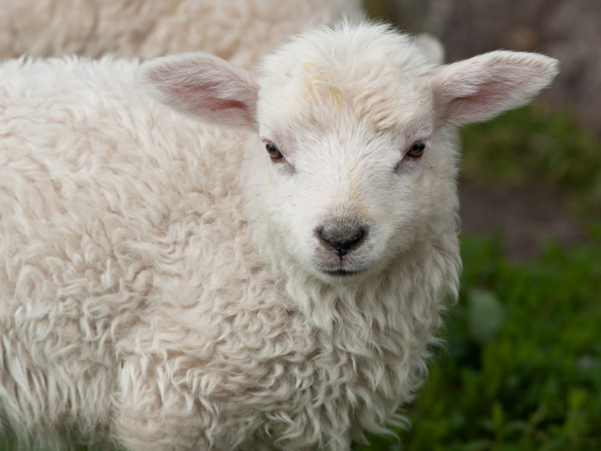 Кудрявая овца