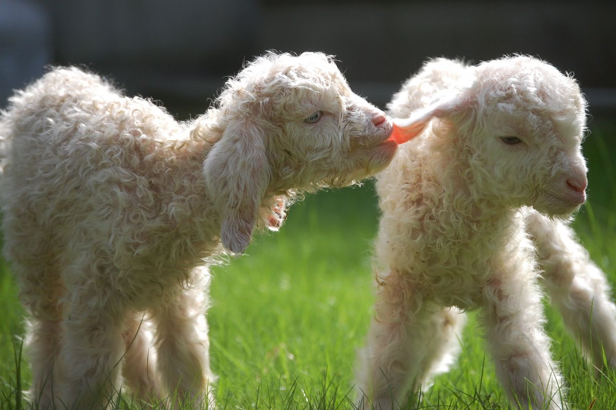Маленькие ягнята