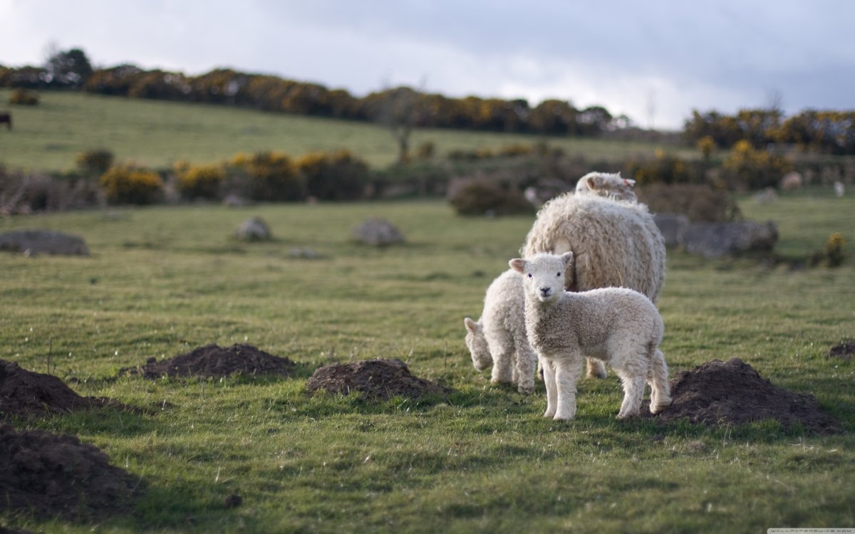 Милые овечки на поле