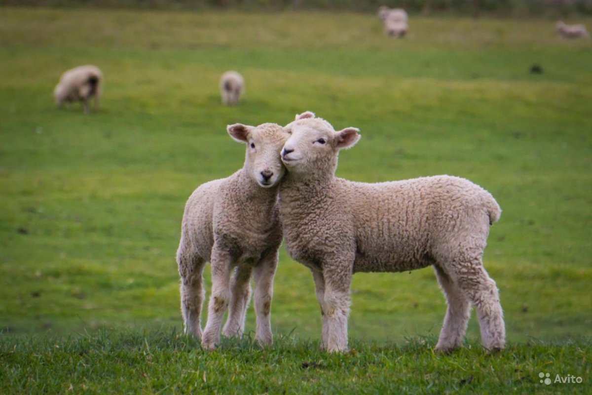 Овца с ягненком