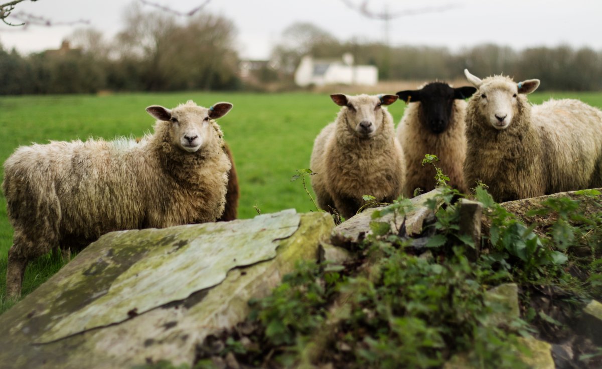 Красивая Овечка