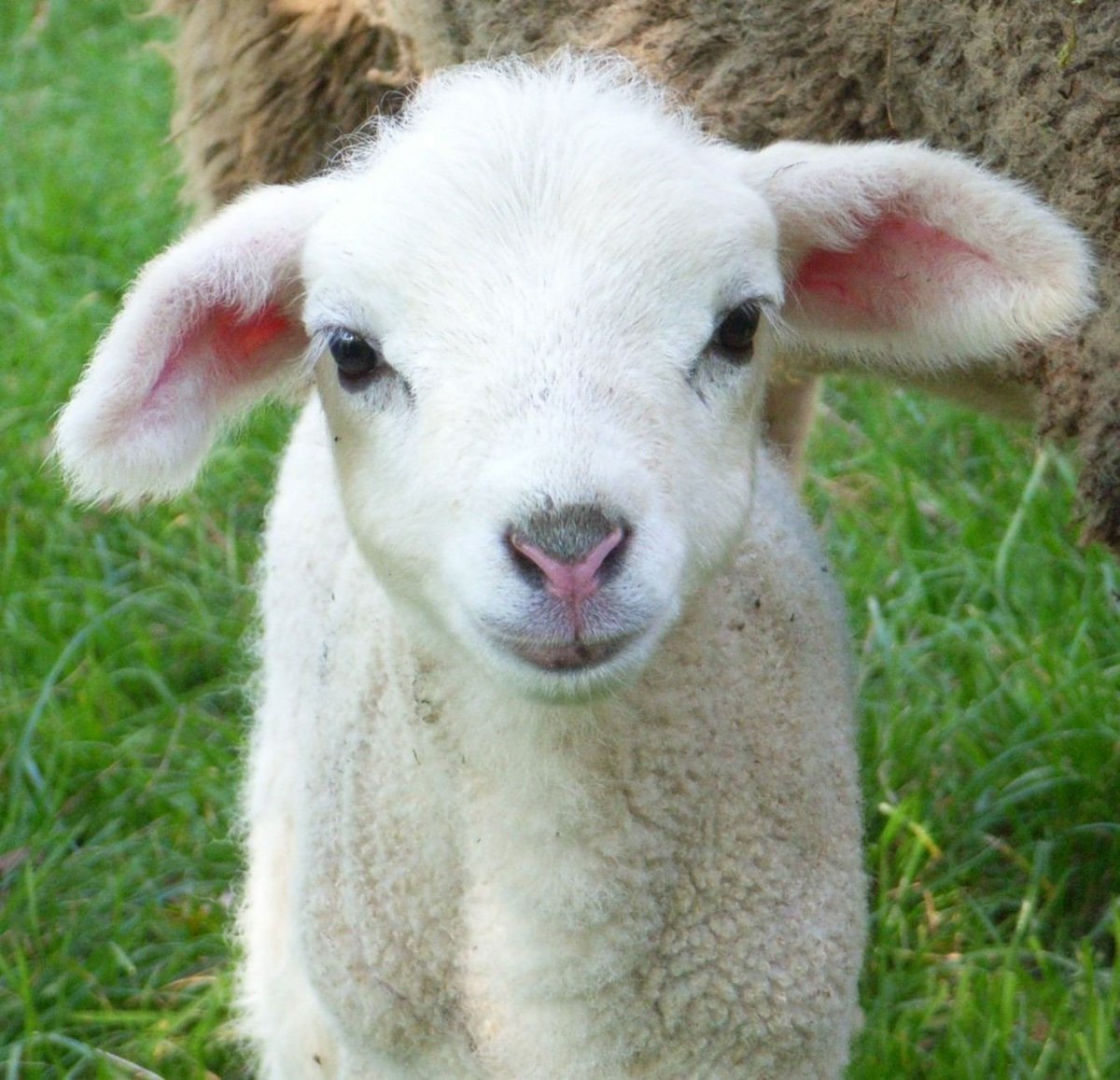 Ягненок это детеныш овцы