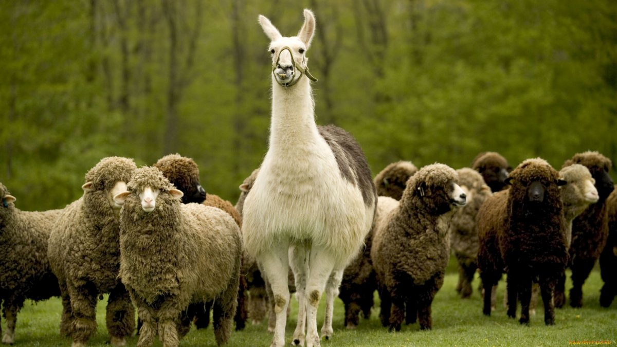 Самая красивая овца в мире