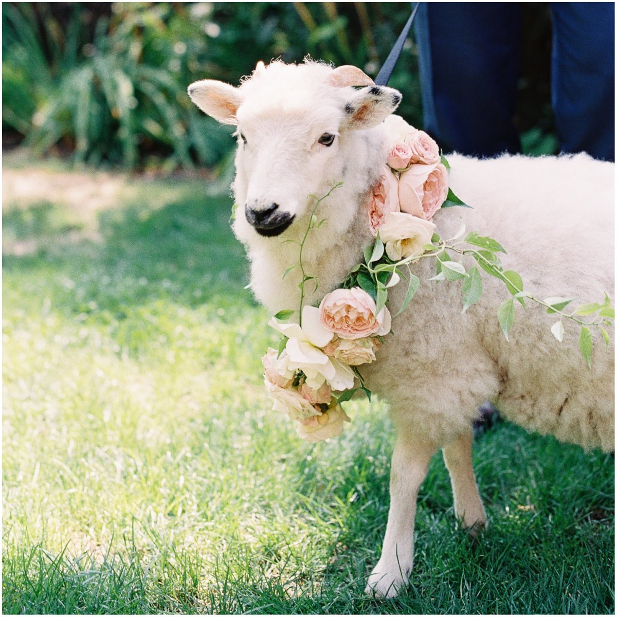 Свадьба с овцой