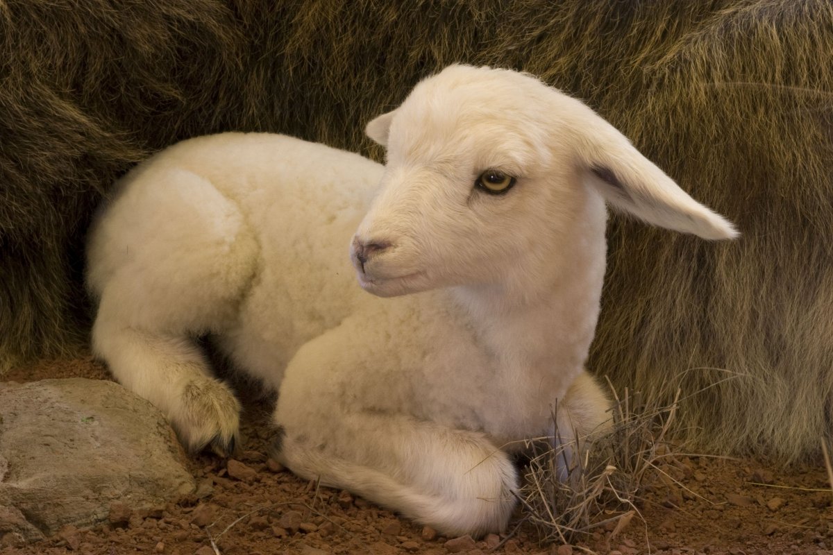 Маленькая Овечка