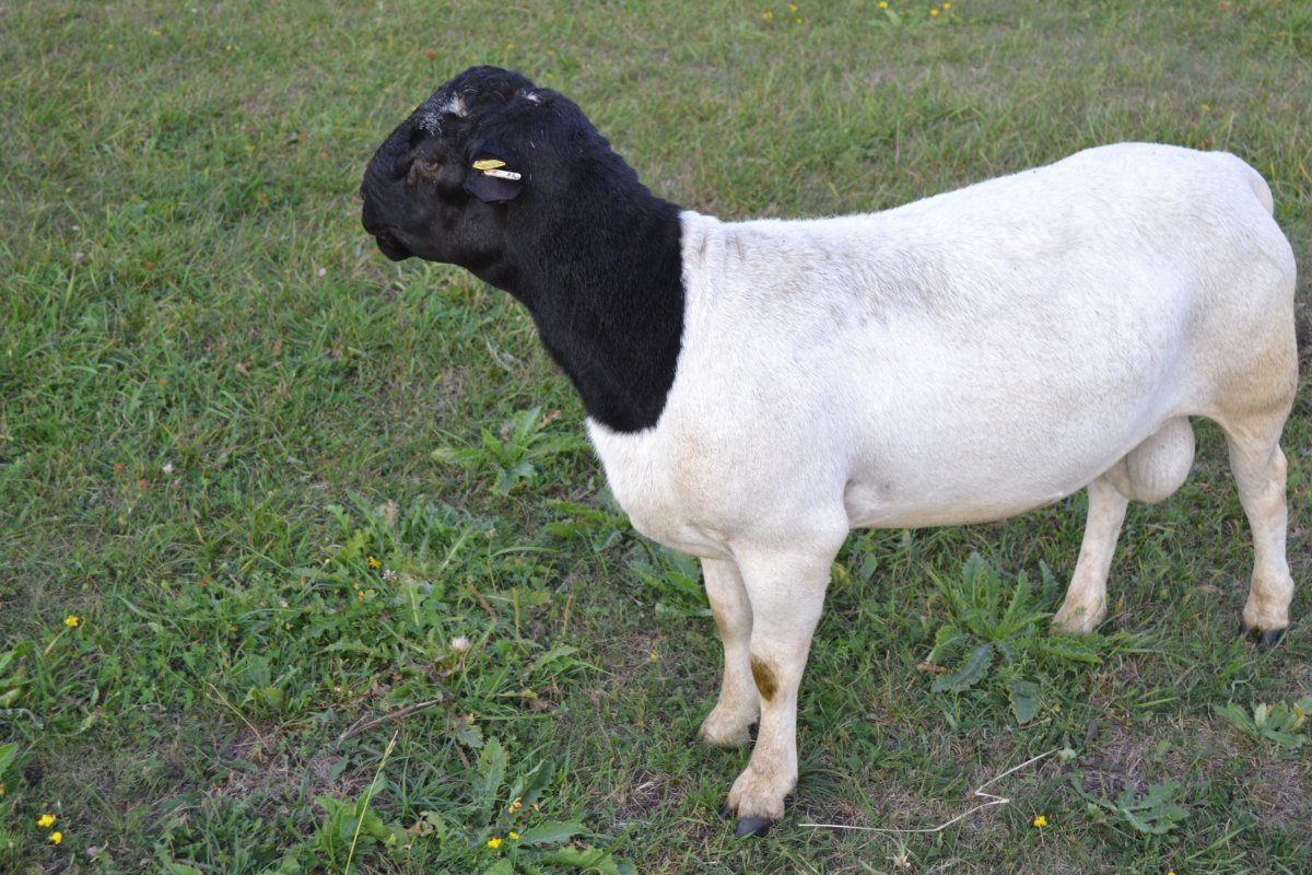 Бараны породы меринос