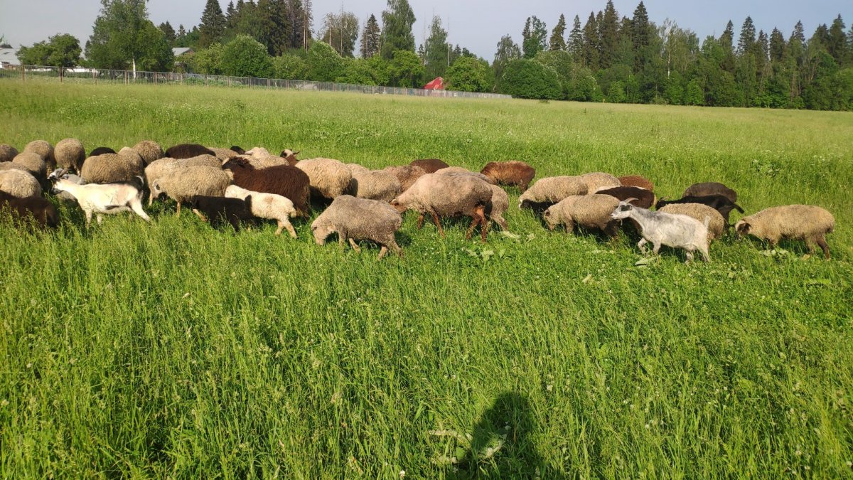 Порода овец Линкольн