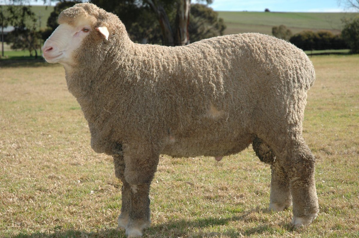 Прекос порода овец