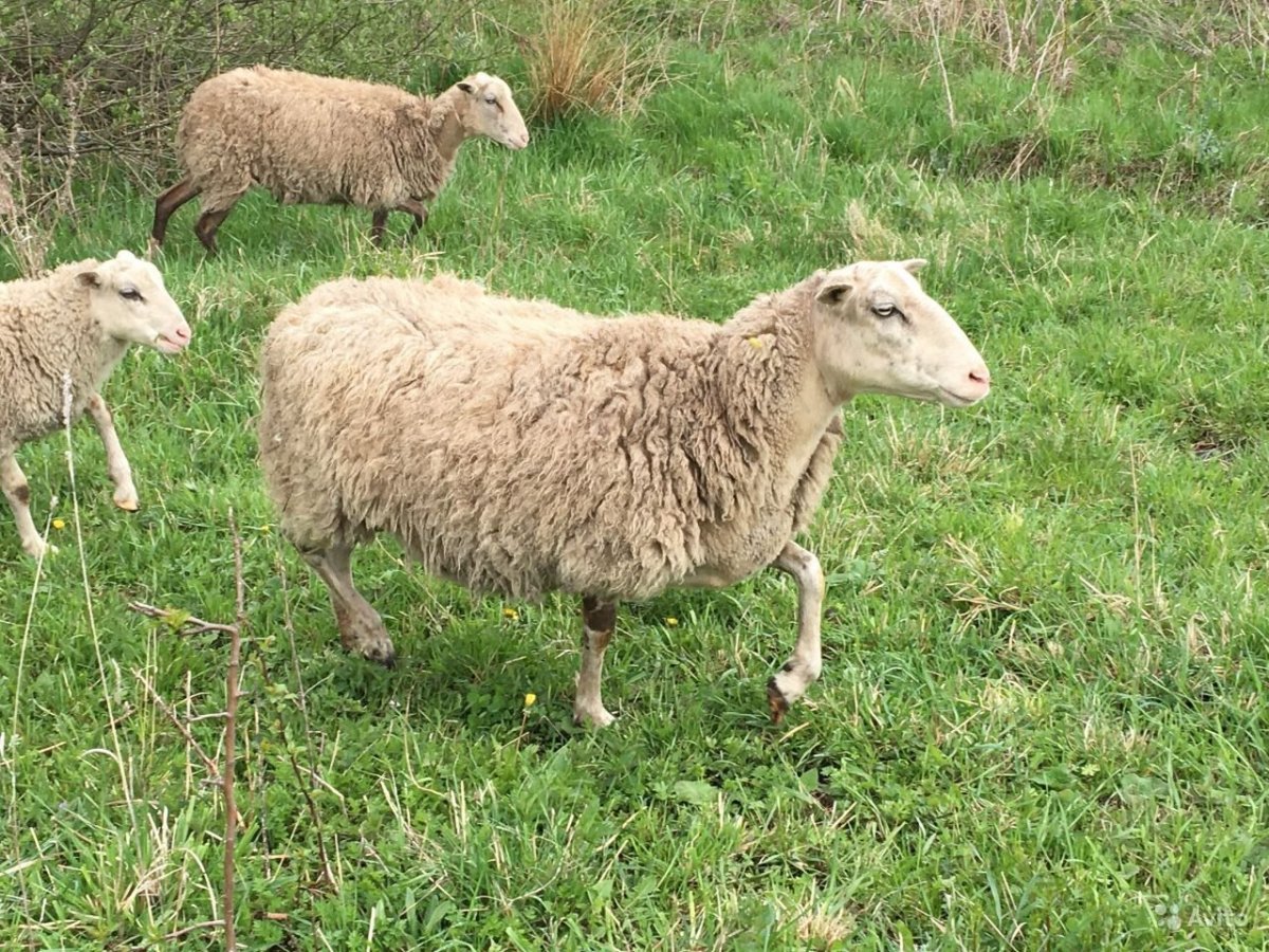 Баран шерстистый