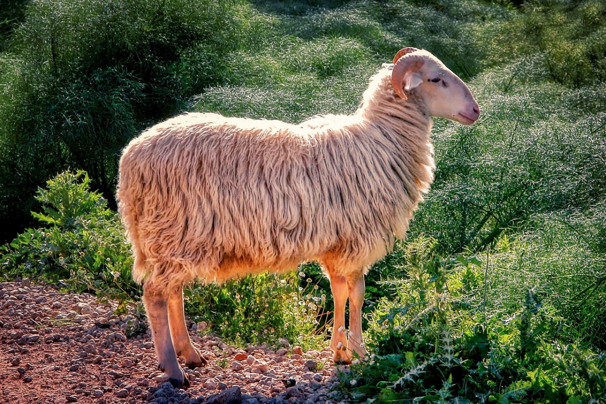 Коридейл порода овец