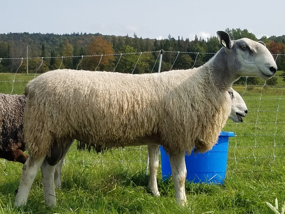 Жирохвостики порода овец