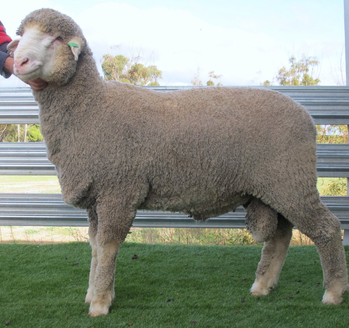 Ордабасинская порода овец