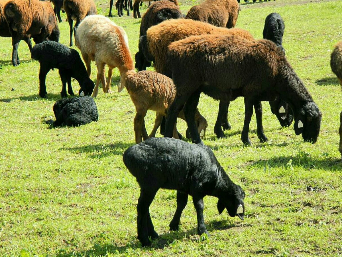 Овцы породы меринос