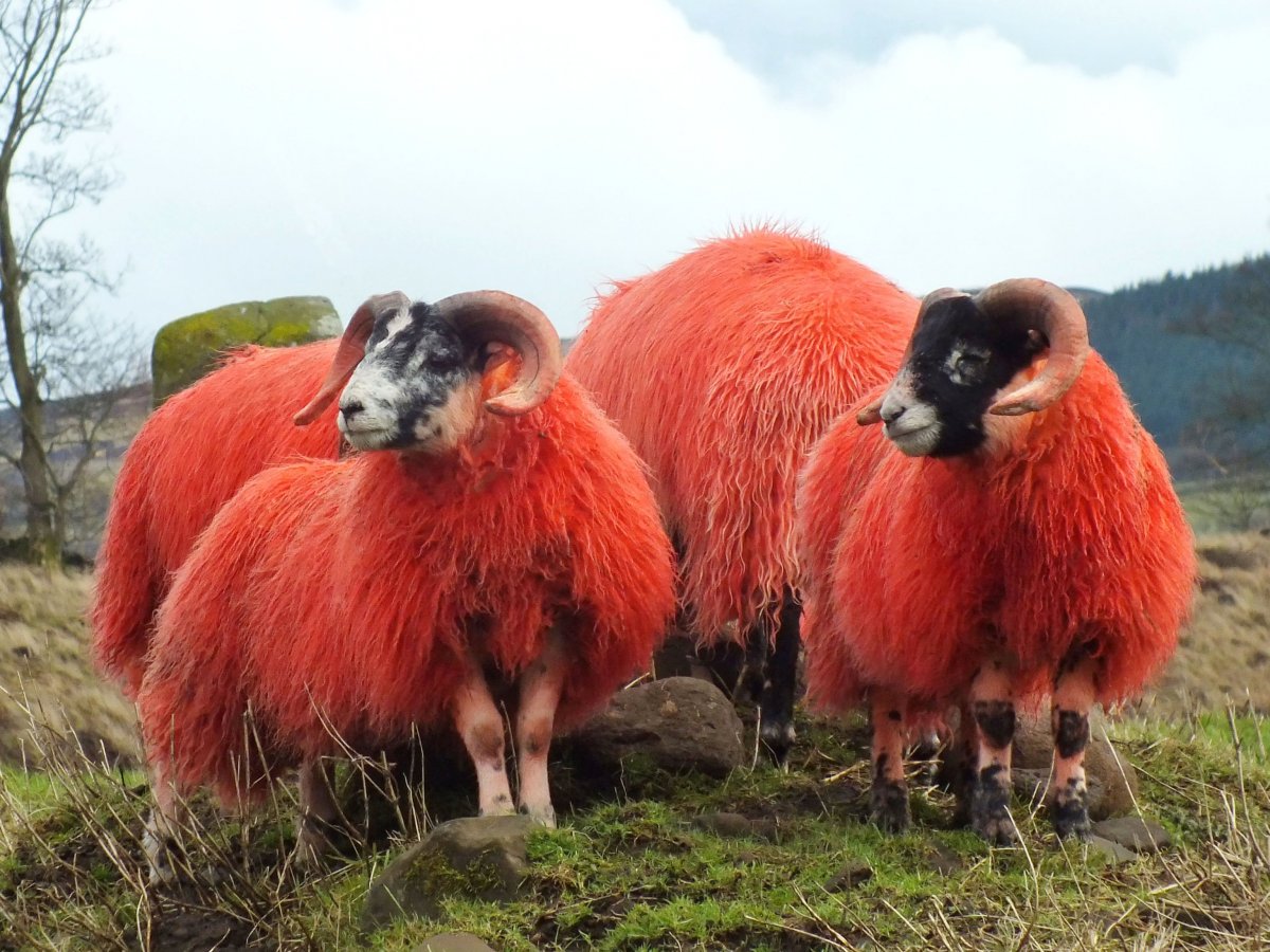 Рыжая овца