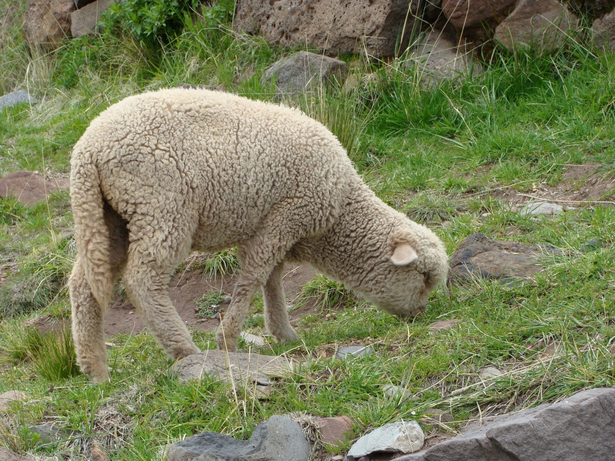 Сараджинская порода овец