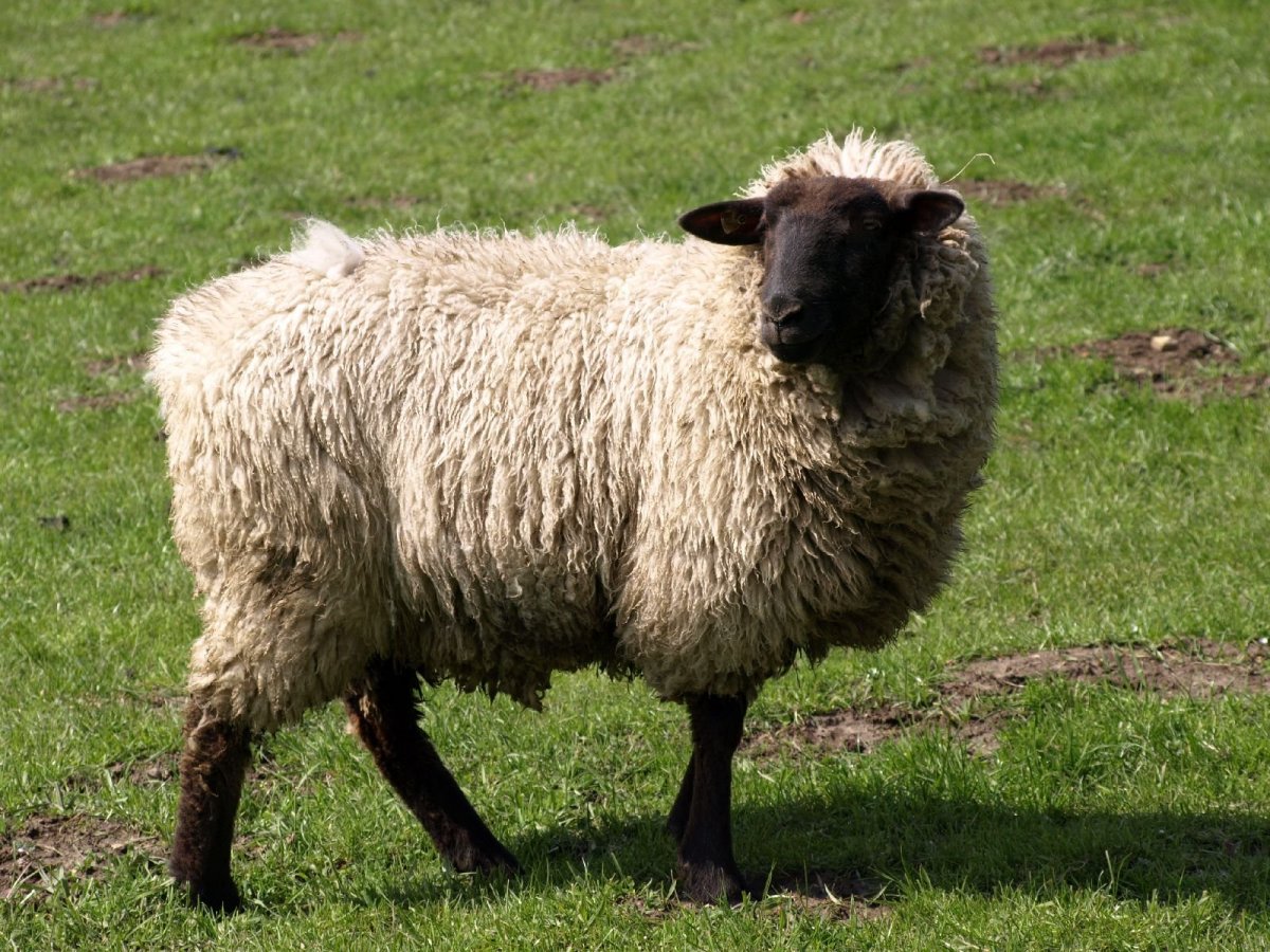 Норвежская коза