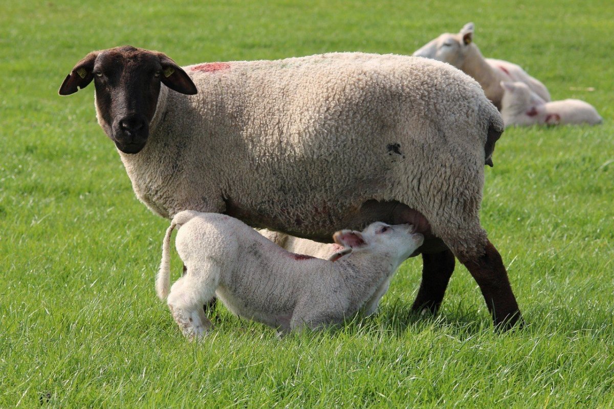 Дорпер фото стадо