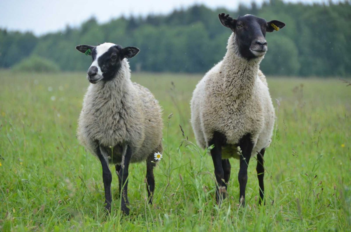 Порода овец Линкольн