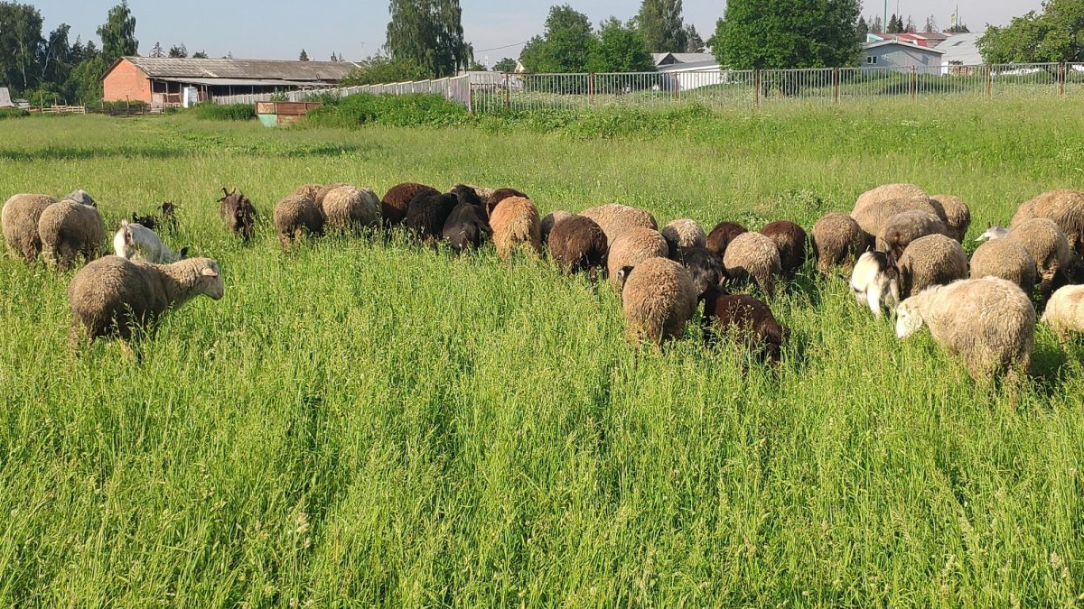 Овцы породы меринос