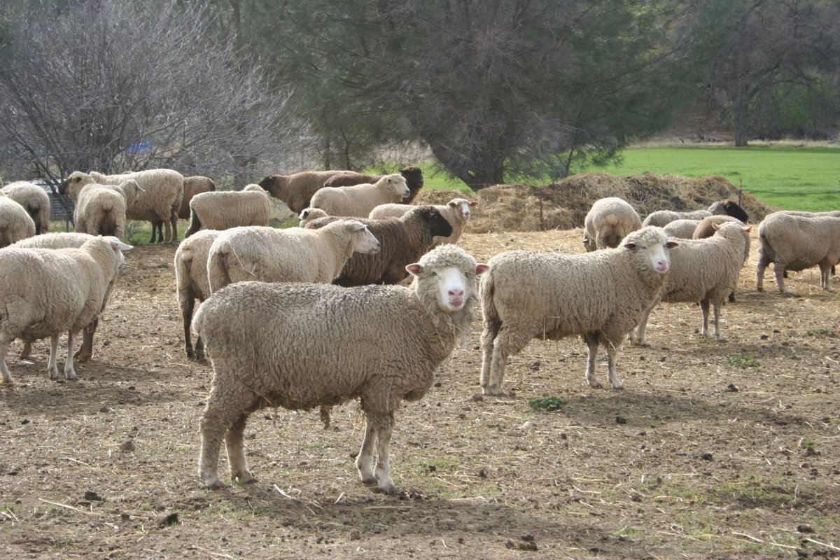 Ирландия бараны