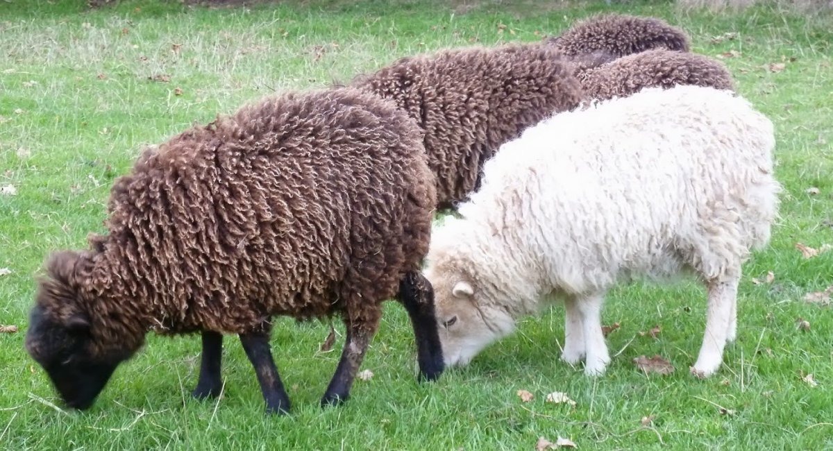 Жирнохвостая порода овец