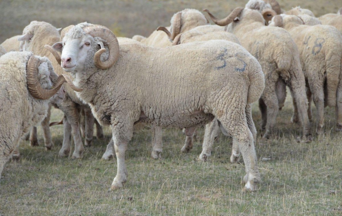 Гиссарский курдючный баран