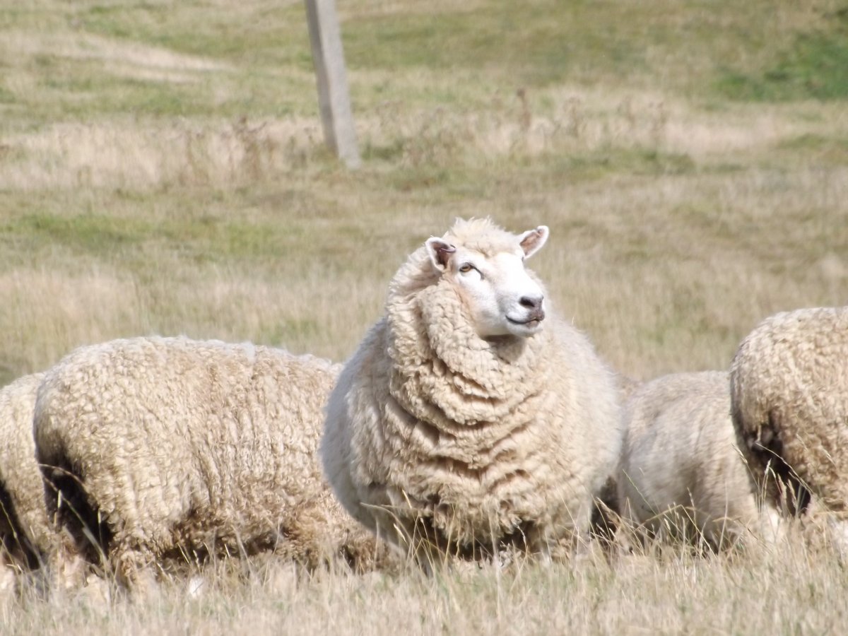 Ферма овец
