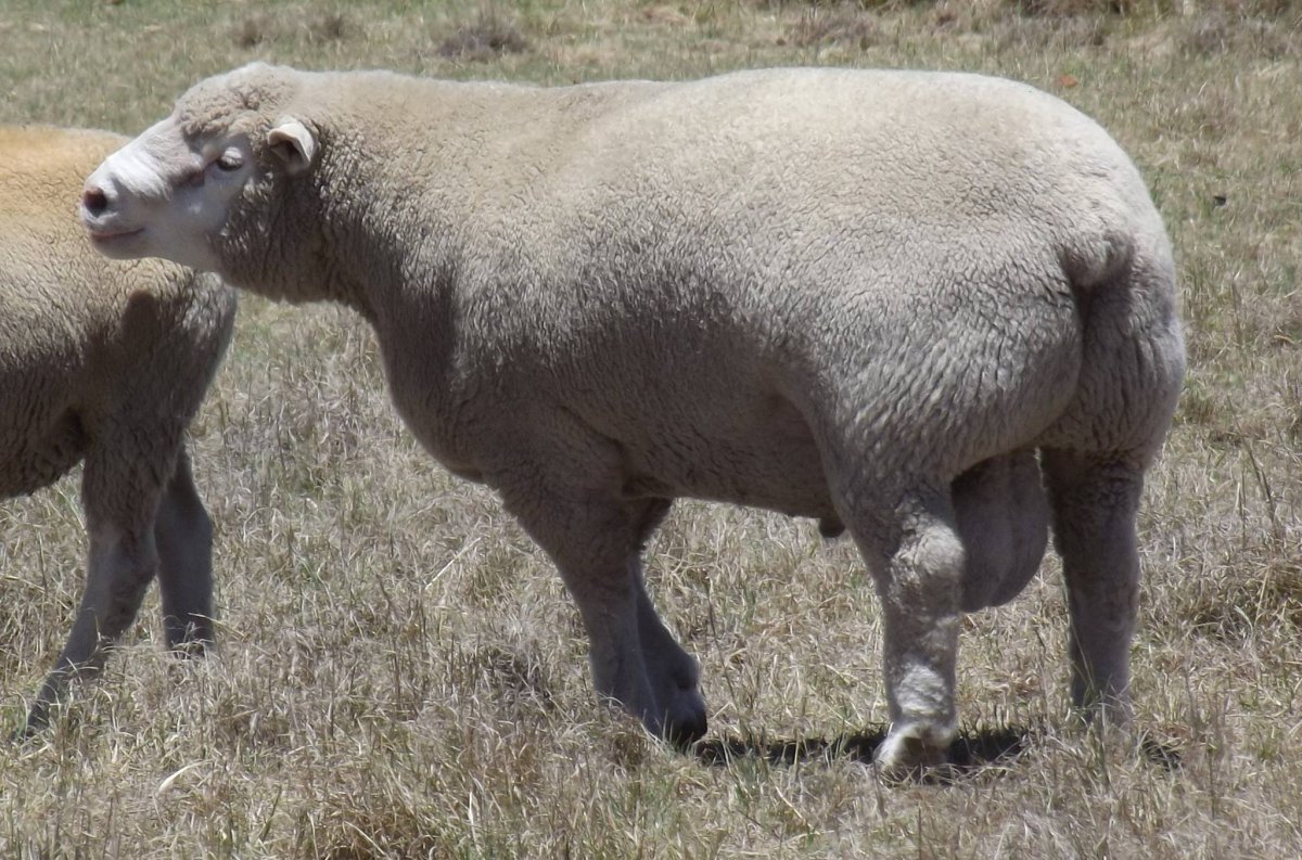 Казахская тонкорунная порода овец