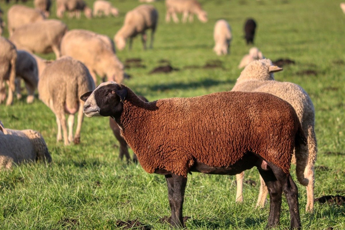 Нигерийская порода овец