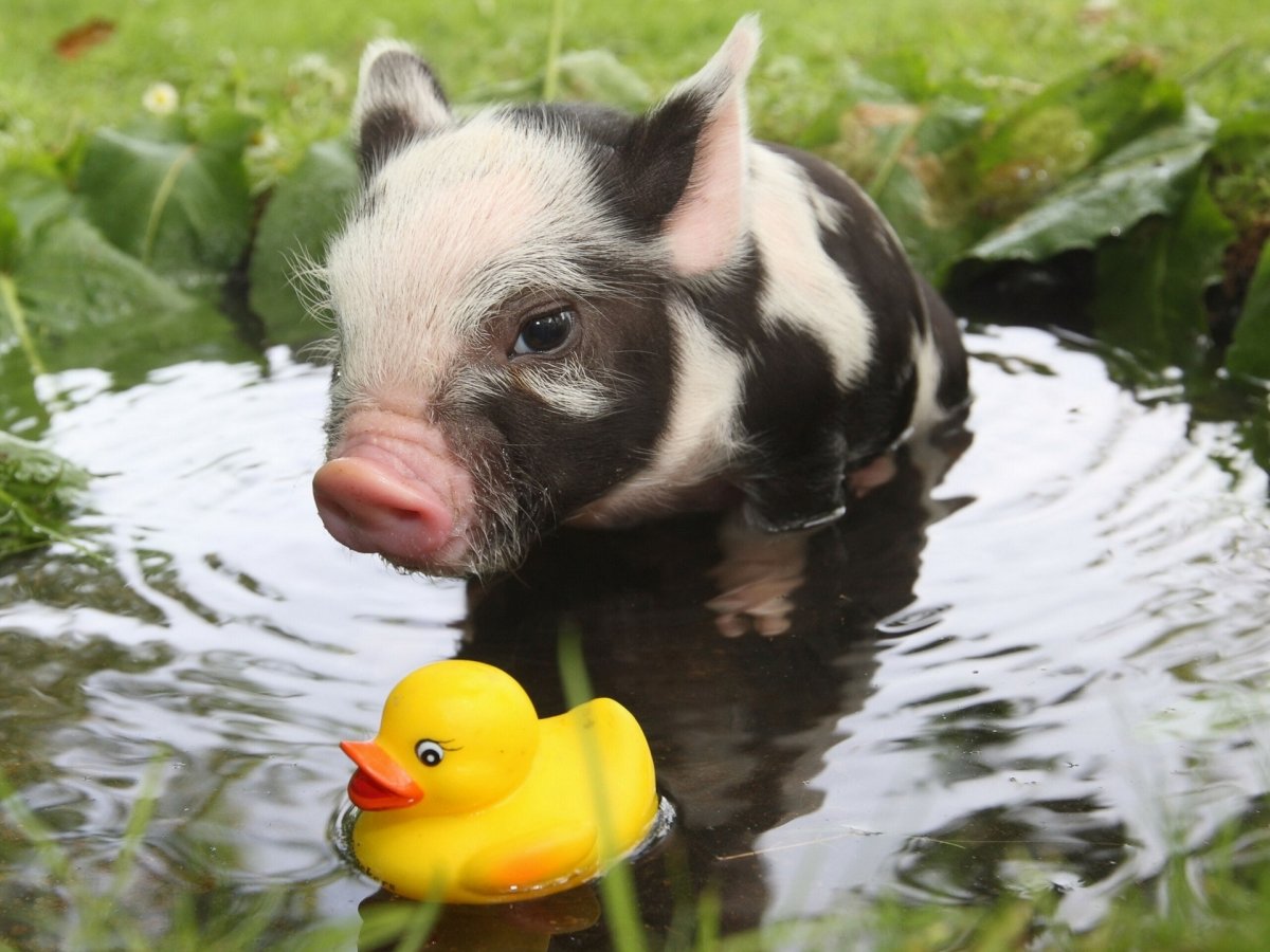 Поросята мини Пиги