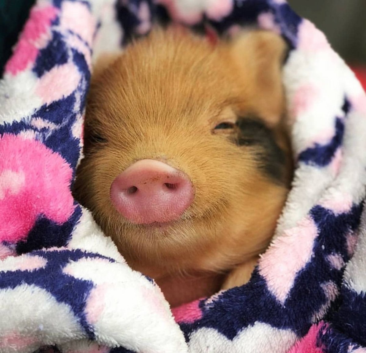 Свинка Пигги