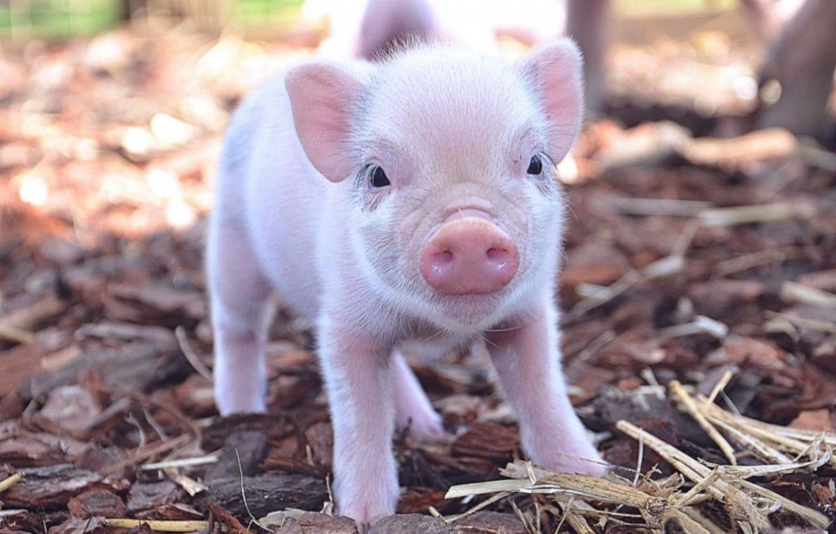 Поросята мини Пиги