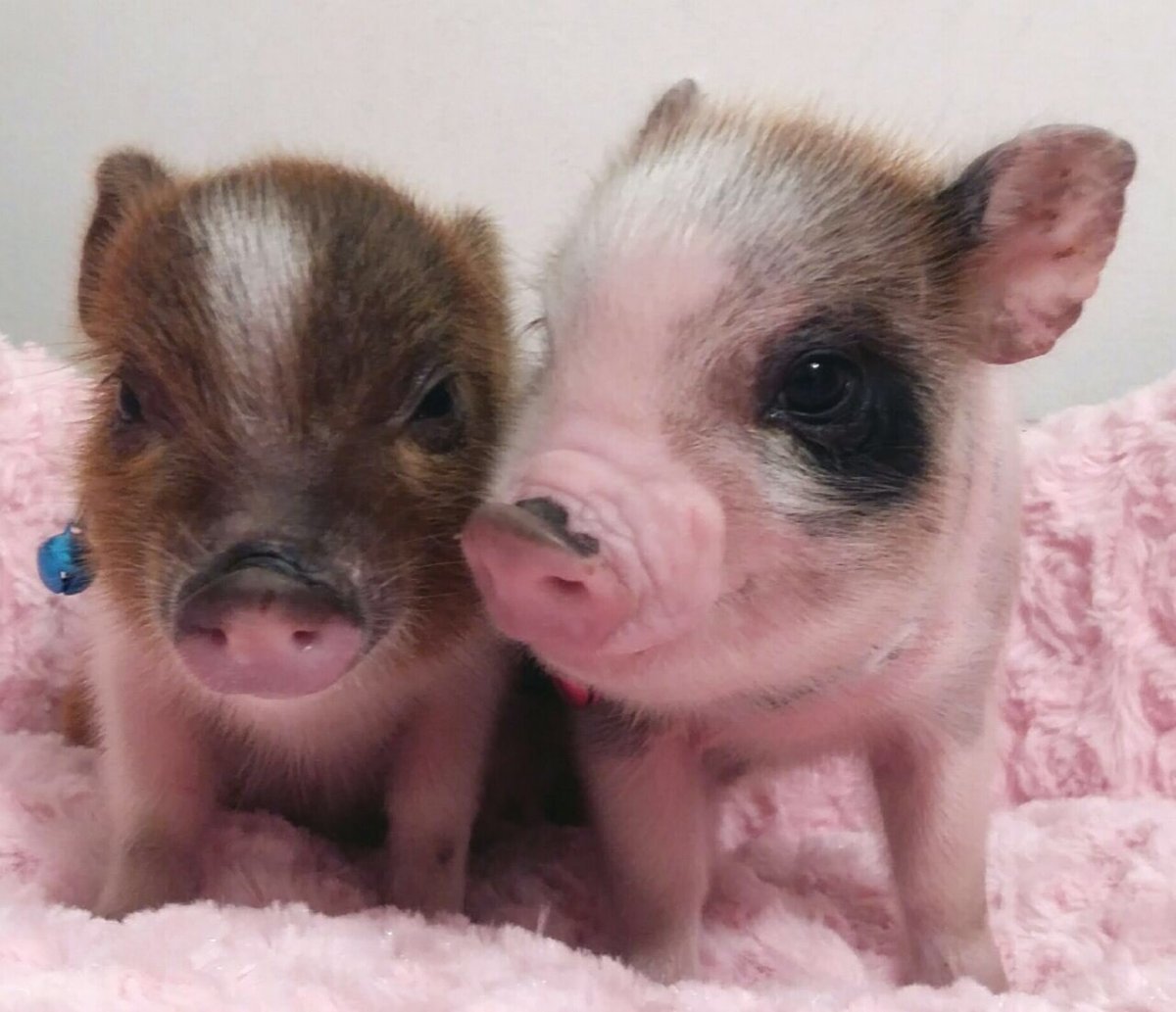 Мини Пиги свинушки