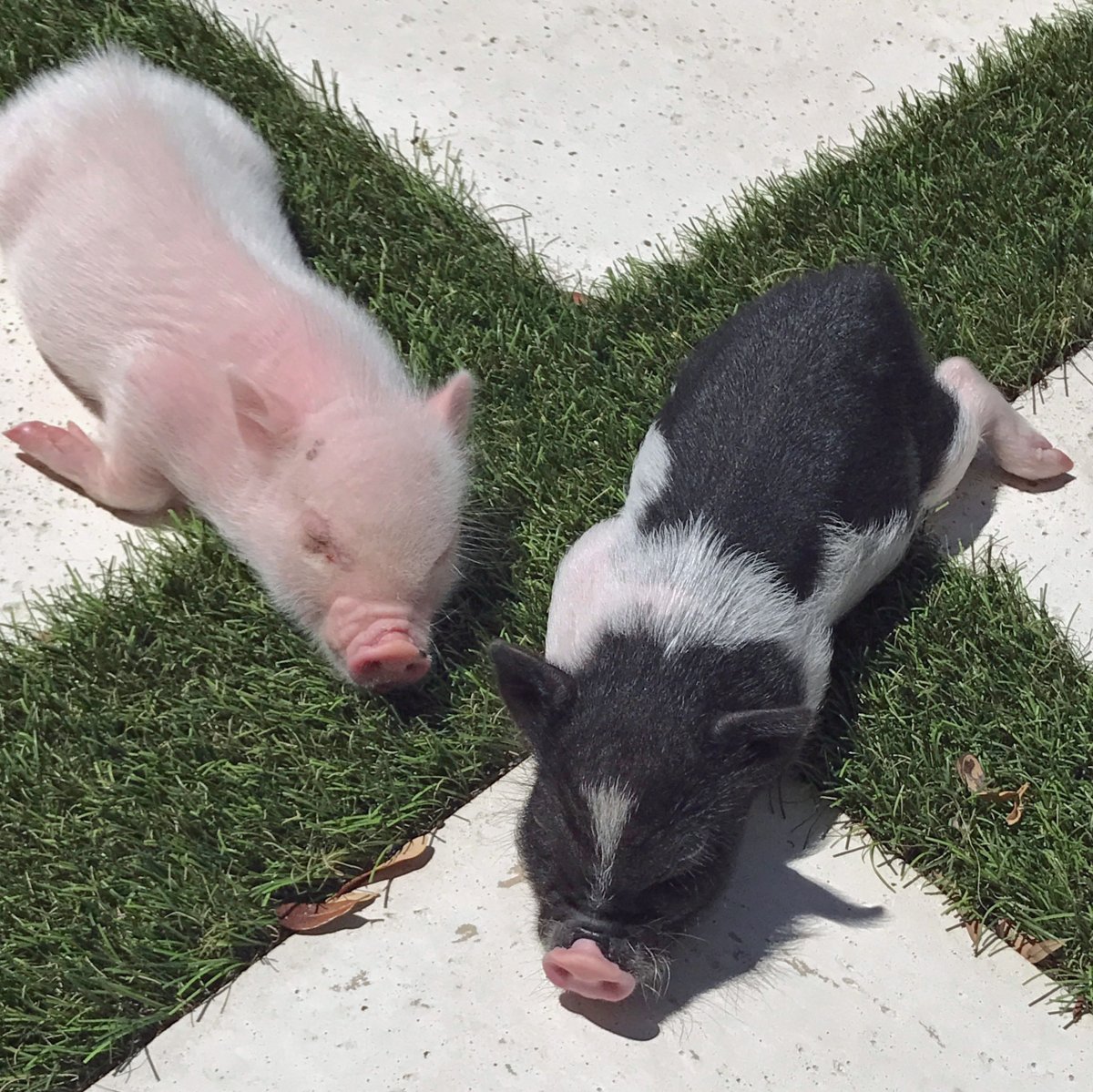 Королевский минипиг