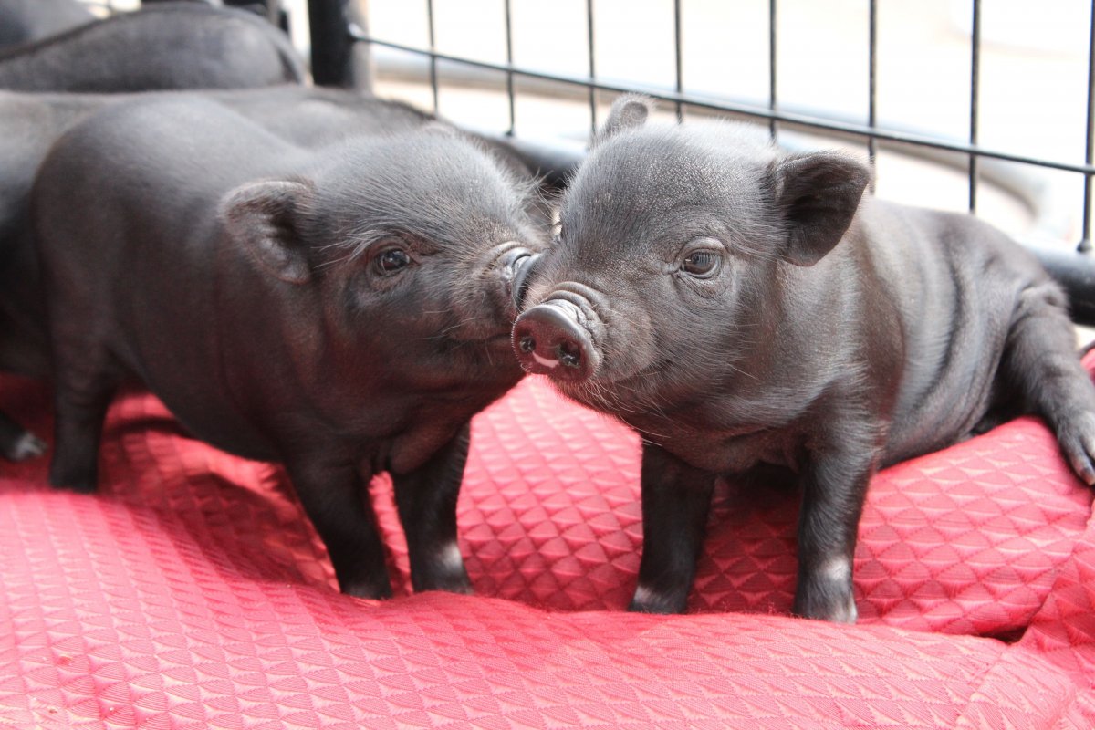 Домашняя свинья